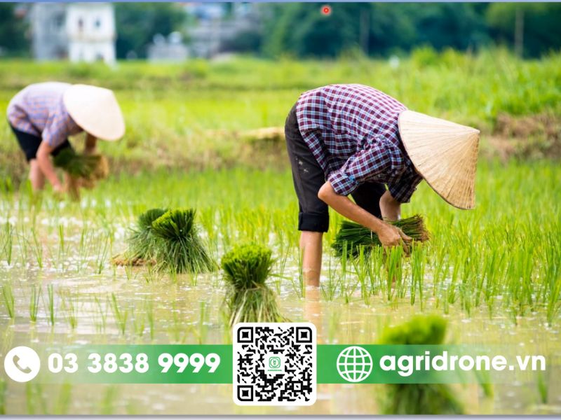 Cách chăm sóc lúa vụ mùa từ khi gieo cấy đến thu hoạch 3 Kỹ thuật gieo cấy và tỉa dặm cho cây lúa
