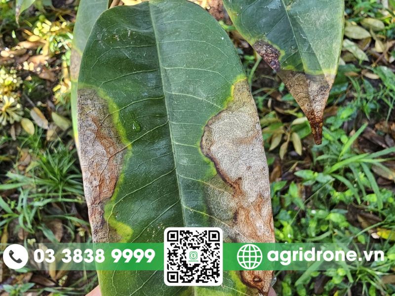 Các loại sâu bệnh thường gặp trên cây sầu riêng