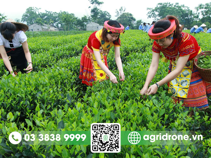 Cách trồng cây chè xanh