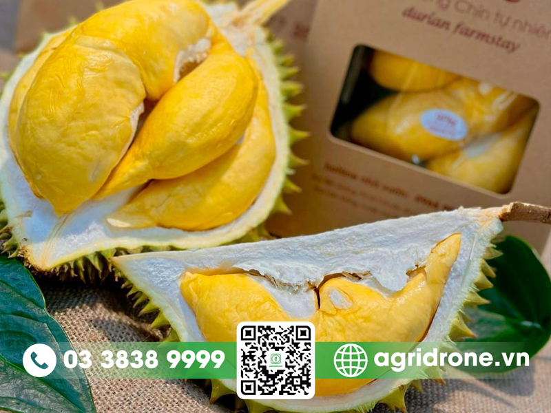 Sầu riêng 9 Phẻ giá bao nhiêu?
