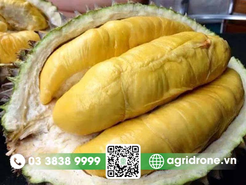 sau rieng dona 02