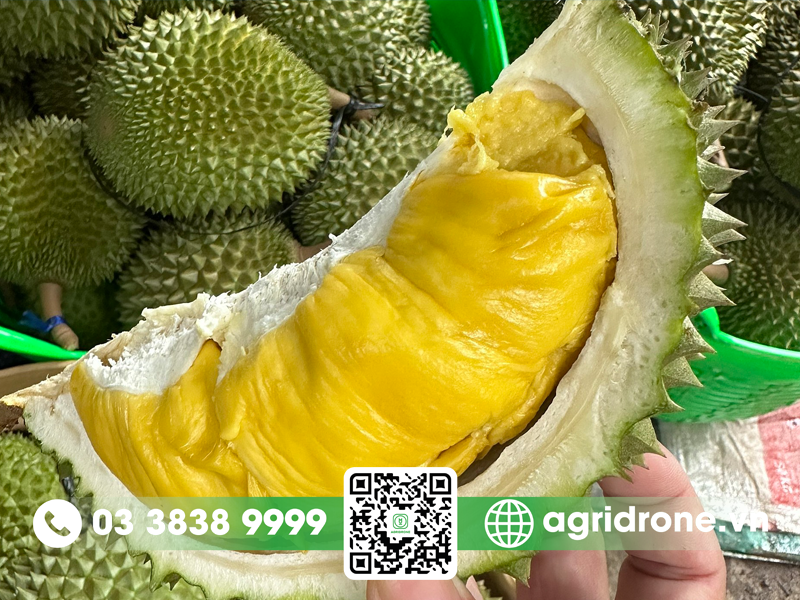 so sanh sau rieng ri6 va musang king 2