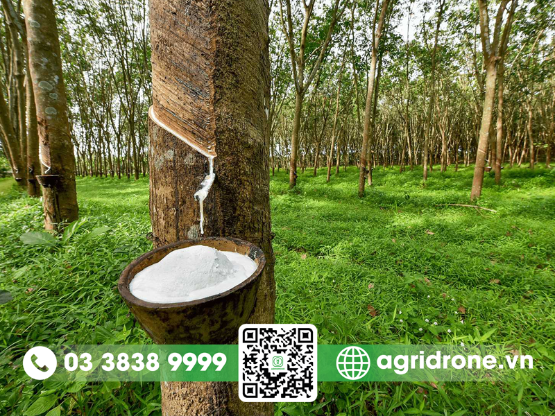 Mủ cao su dùng để làm gì?