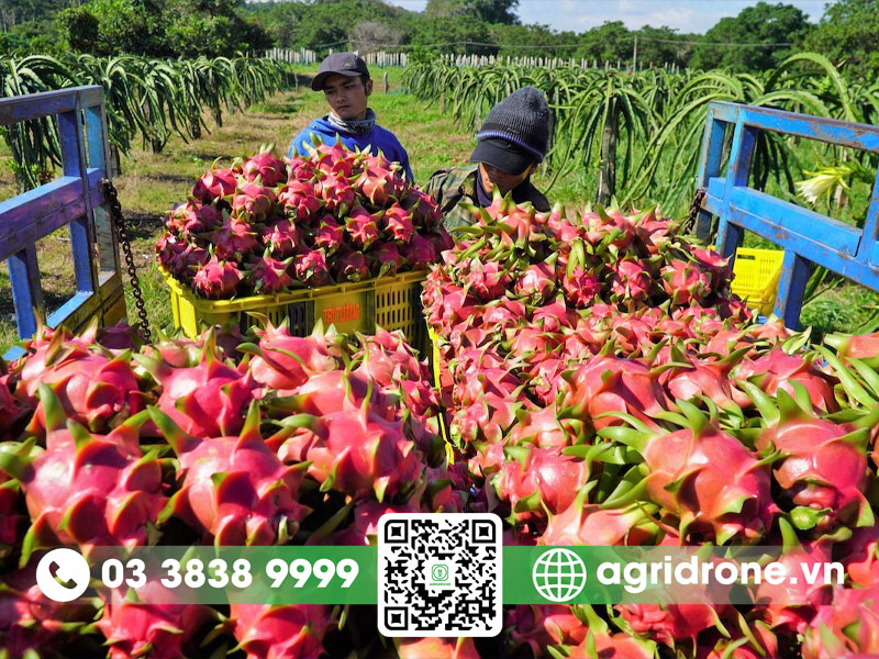 Nguồn gốc cây thanh long ở đâu? 3 Nguồn gốc cây thanh long