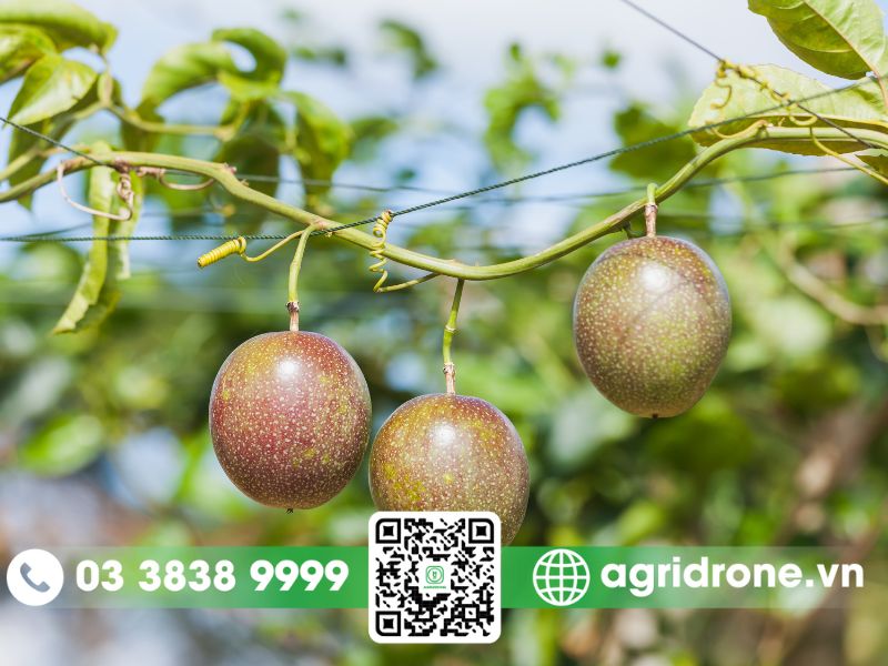 Các loại sâu bệnh thường gặp trên chanh dây