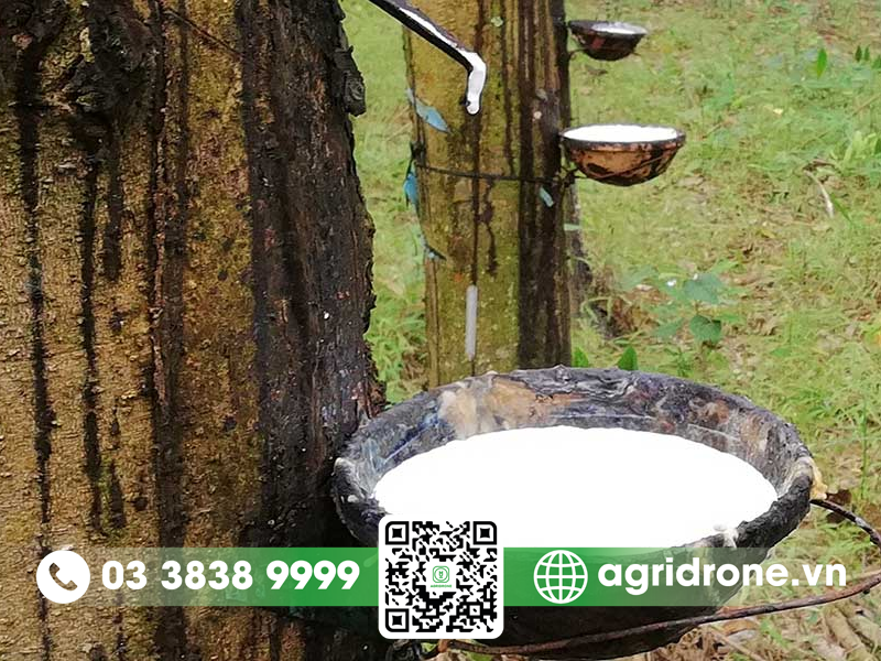 Thuốc chống đông mủ cao su hiệu quả hiện nay