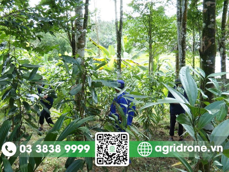 Máy bay phun thuốc tiêu diệt sâu hại quế ẩn nấp triệt để