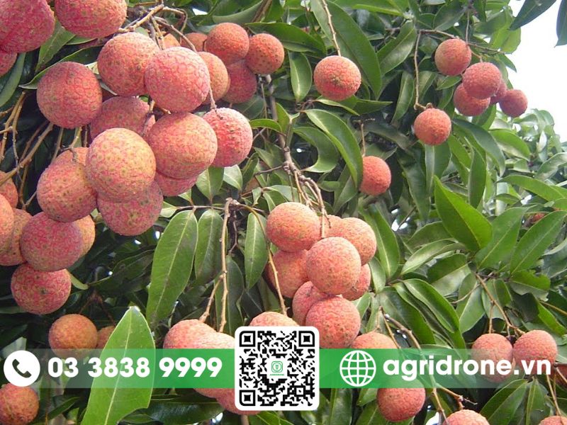 Các phương pháp bón phân cho vải đúng cách để đạt mùa vụ bội thu