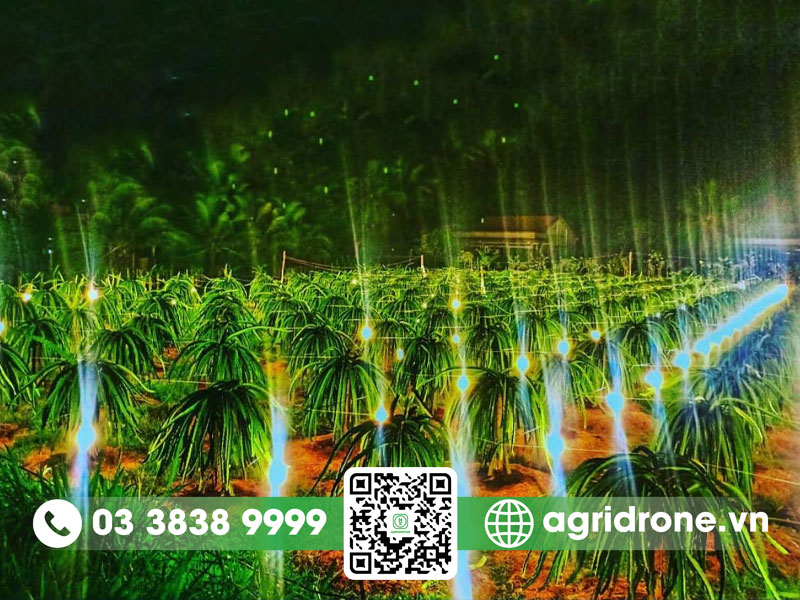Tại sao trồng thanh long phải có đèn?
