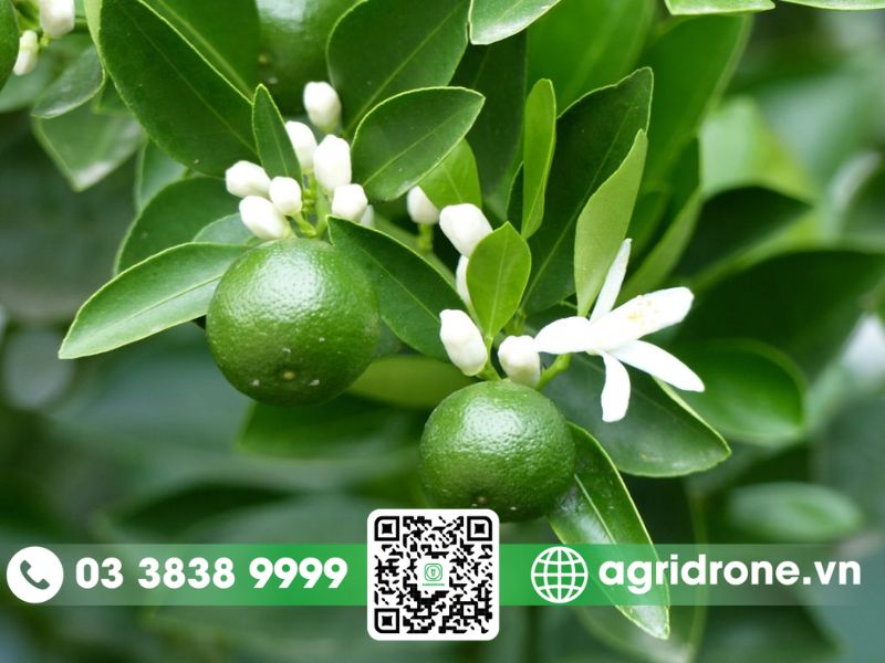 Chăm sóc cam sau xử lý ra hoa và đậu trái