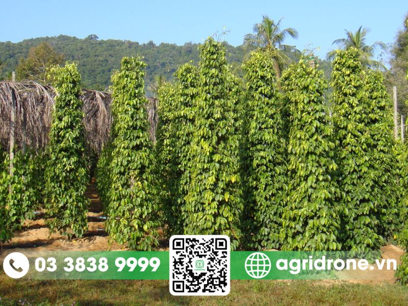 Hiệu quả vượt trội của dịch vụ phun thuốc Đắk Nông