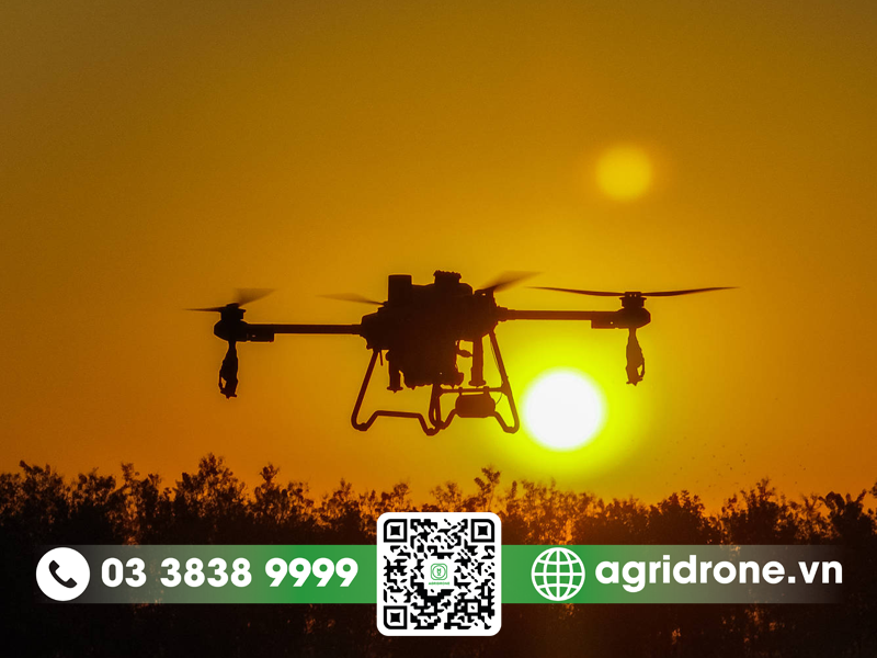 Cây cao su có nguồn gốc từ đâu? 3 Cây cao su có nguồn gốc từ đâu?