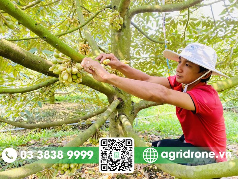 Kích thích ra chồi, phân hóa mầm hoa chuẩn bị vụ mới
