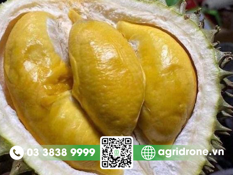 1 Múi sầu riêng bao nhiêu calo?