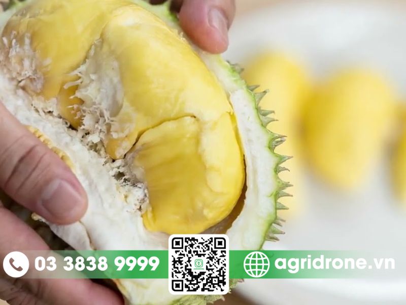 Sầu riêng bị sượng: nguyên nhân và biện pháp phòng ngừa