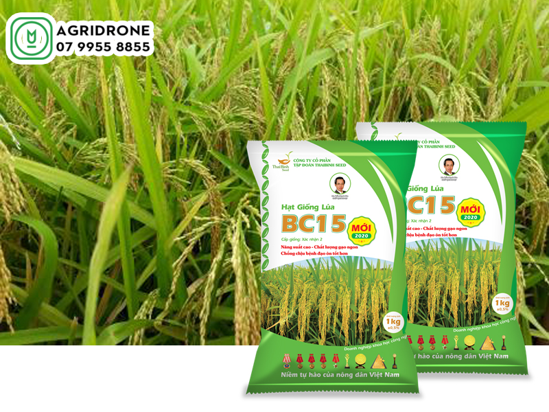 Giống lúa BC15 mới kháng đạo ôn hiệu quả 1 giong lua bc15 01