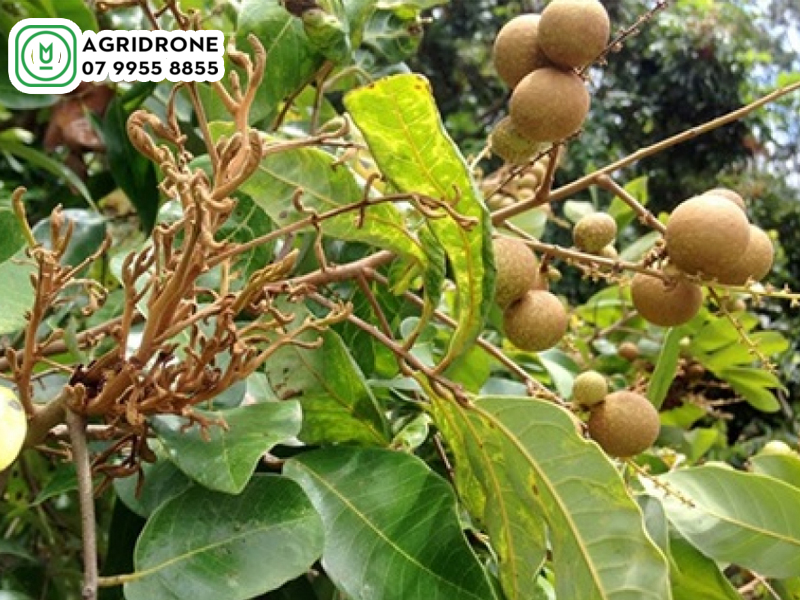 Máy bay phun thuốc cho cây nhãn
