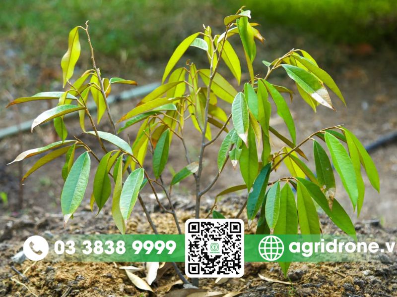 Kỹ thuật chăm sóc sầu riêng đúng cách giúp tăng năng suất 1 Chăm sóc sầu riêng cây con mới trồng (kiến thiết cơ bản)