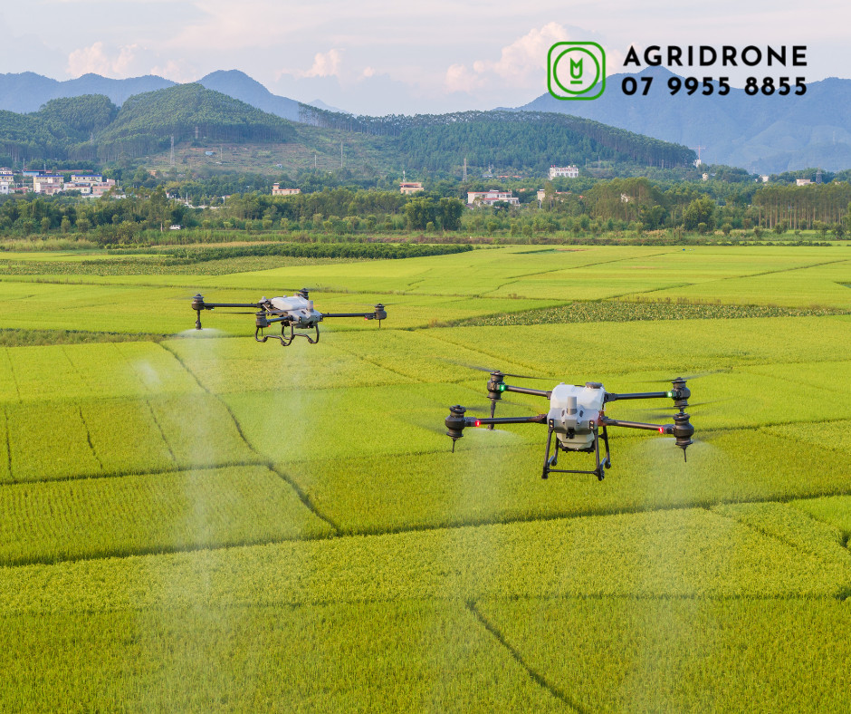 Dịch vụ phun thuốc Sóc Trăng trên cây lúa