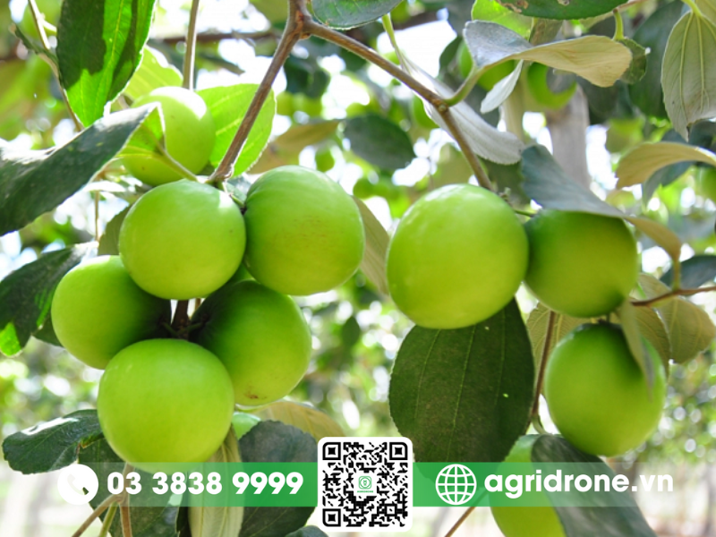 Biện pháp phòng ngừa và điều trị bệnh thán thư ở táo