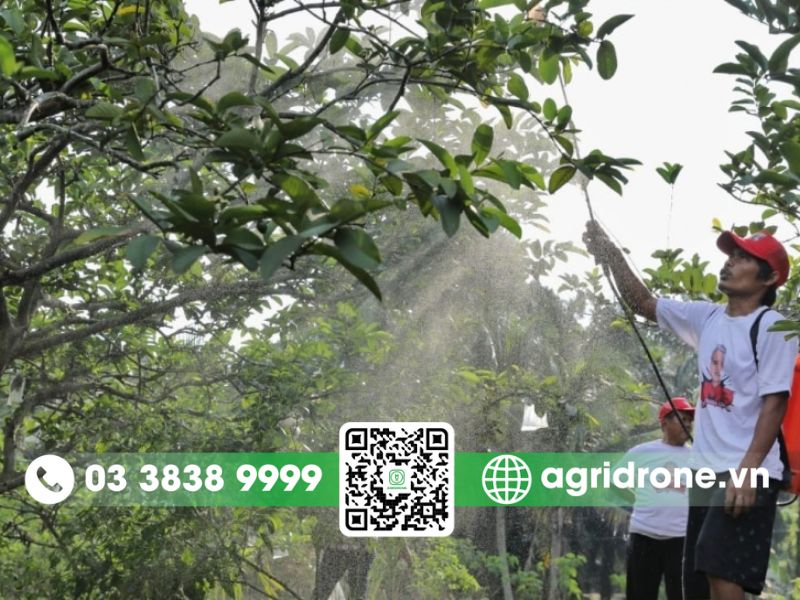 Các phương pháp phun thuốc trừ sâu cho quýt hiện đại 5 Kỹ thuật phun thuốc trừ sâu cho cây quýt hiệu quả
