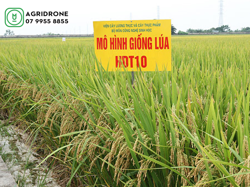 Giống lúa HDT10 đặc điểm giống & cách gieo trồng