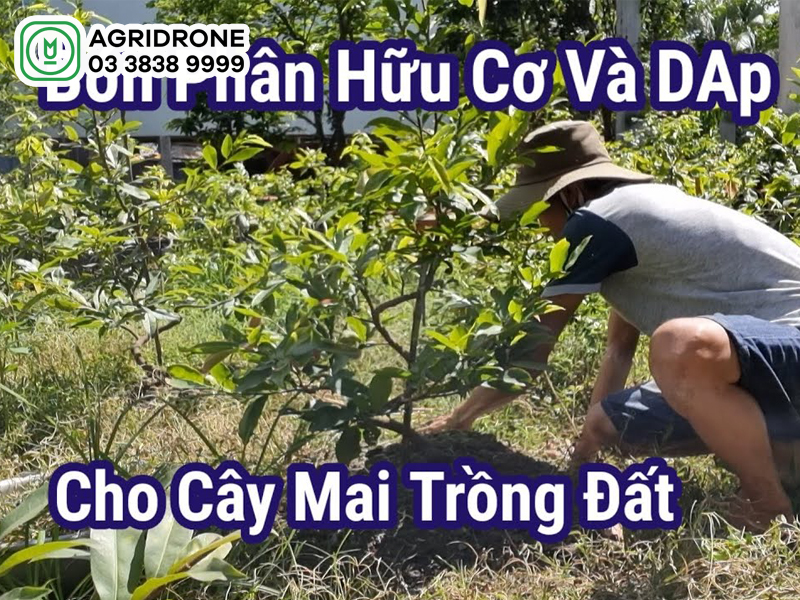 cach bon phan cho cay mai 03