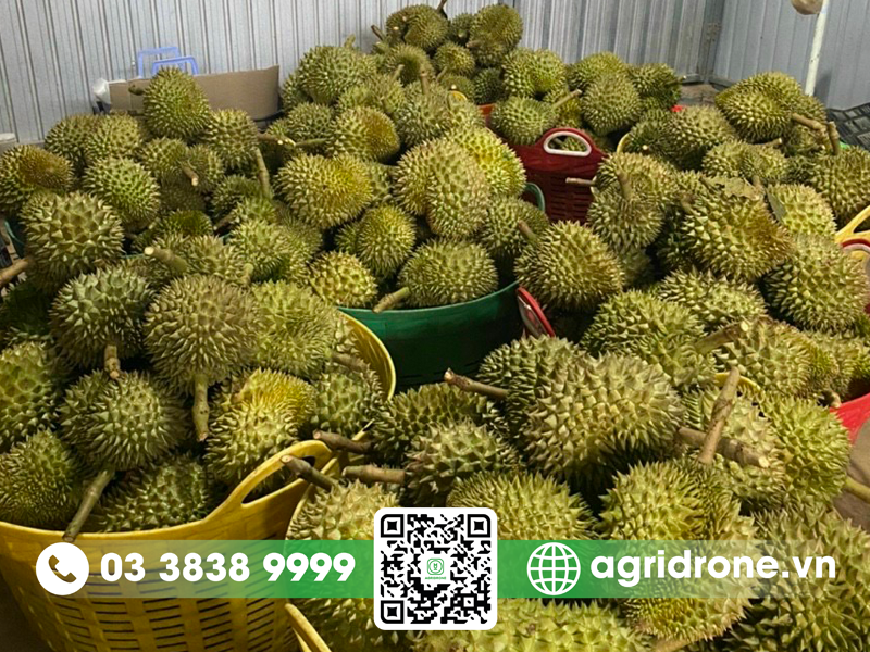 sau rieng oc khi 3