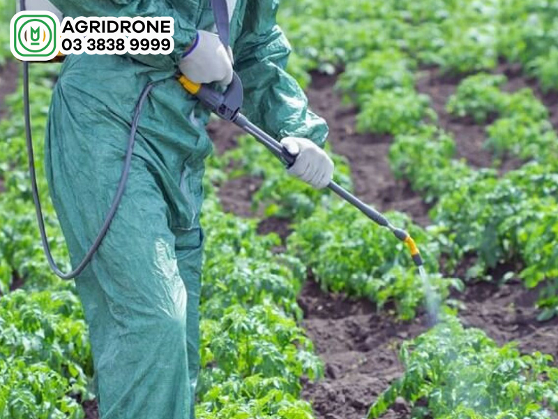 Phân bón Đầu Trâu 501: Công dụng & Cách dùng đúng