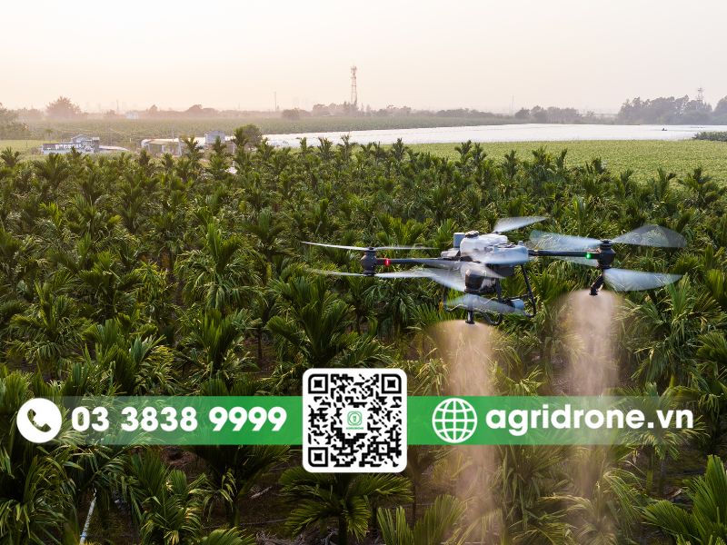 Top các phương pháp phun thuốc trừ sâu cho cây ca cao