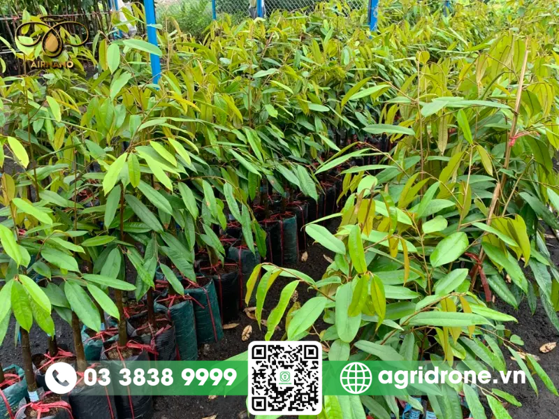 Cách trồng sầu riêng ruột đỏ cho nhà nông