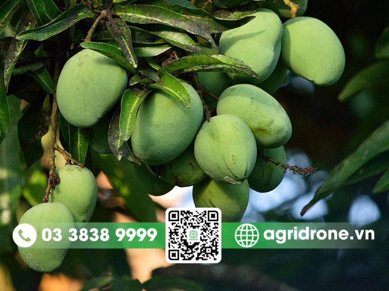 Các loại sâu bệnh hại xoài hay gặp và biện pháp phòng trừ 1 Top các loại sâu bệnh hại xoài phổ biến ở Việt Nam
