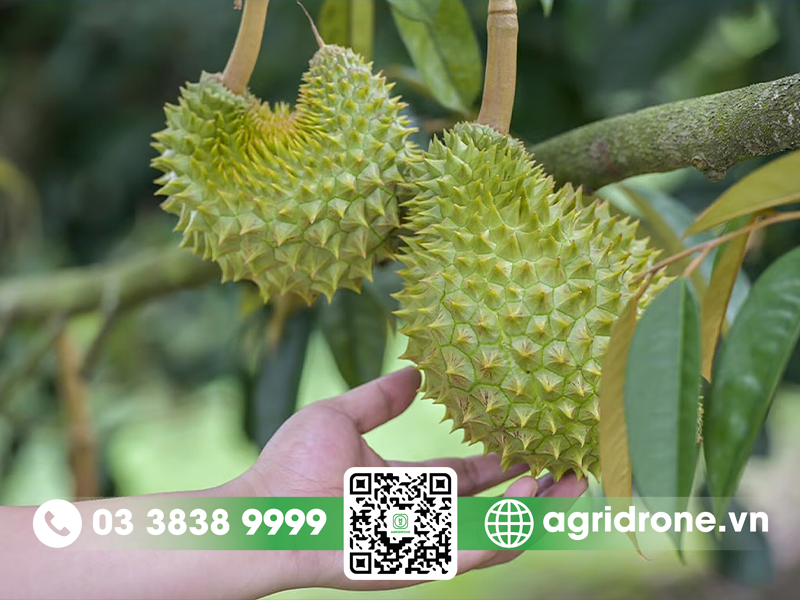 Cách phục hồi sầu riêng sau thu hoạch nhanh và hiệu quả