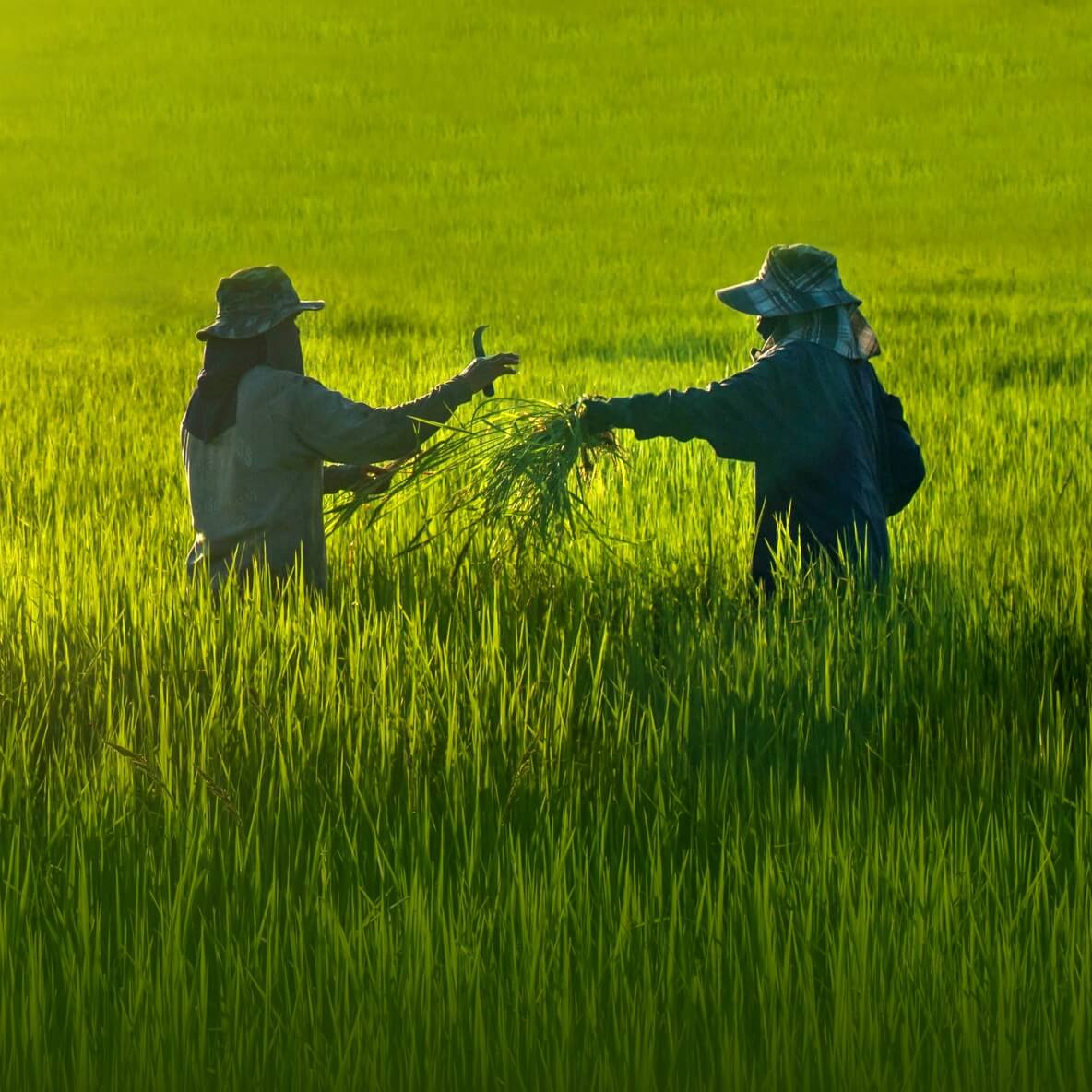 Lịch phun thuốc vụ đông xuân tại An Giang