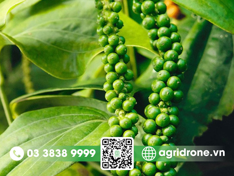 Cây hồ tiêu là gì? Nguồn gốc, đặc điểm và lợi ích