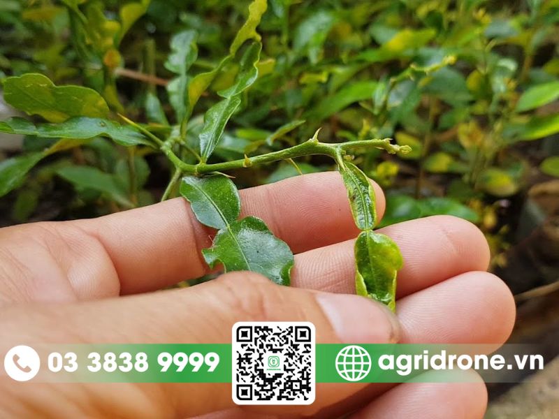 Cây cam bị xoăn lá: Nguyên nhân, dấu hiệu và cách trị dứt điểm