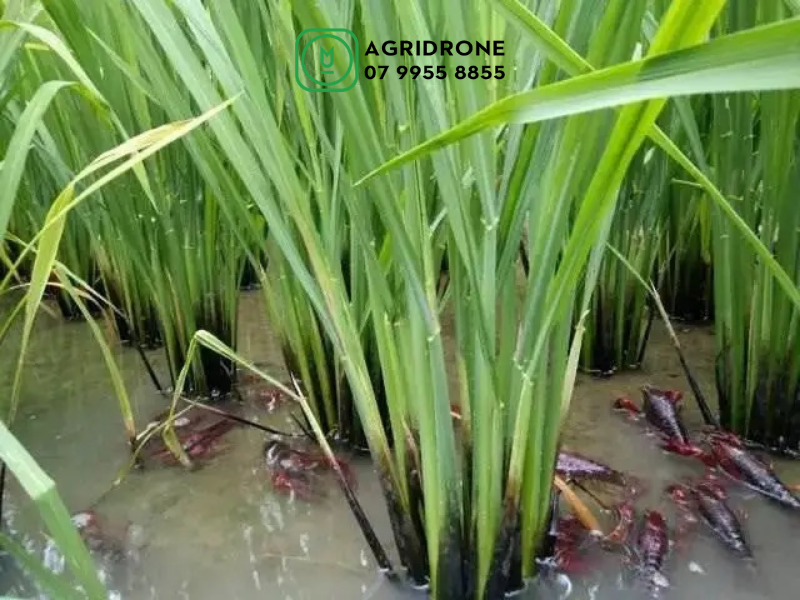 Máy xịt thuốc 3 trong 1: phun thuốc, rải hạt và bón phân 3 may bay rai thuc an cho tom
