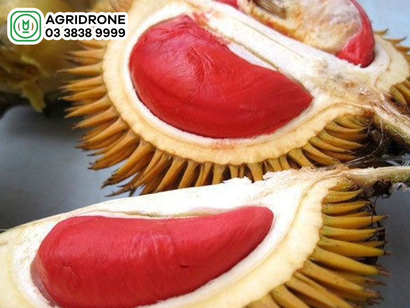 cay sau rieng ruot do 01 1