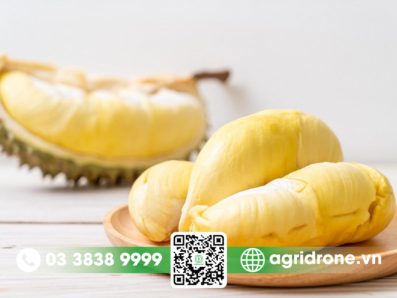 sau rieng monthong gia bao nhieu 1