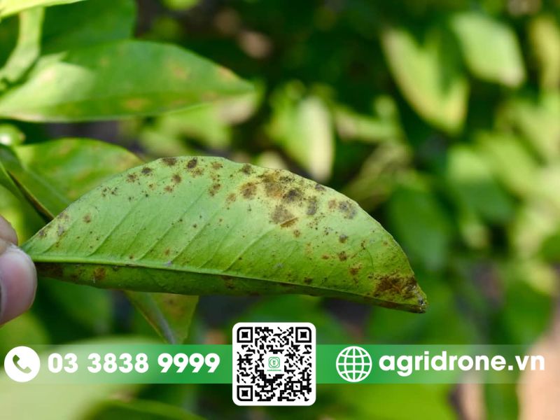 Dấu hiệu nhận biết bệnh đốm lá ở cây cam