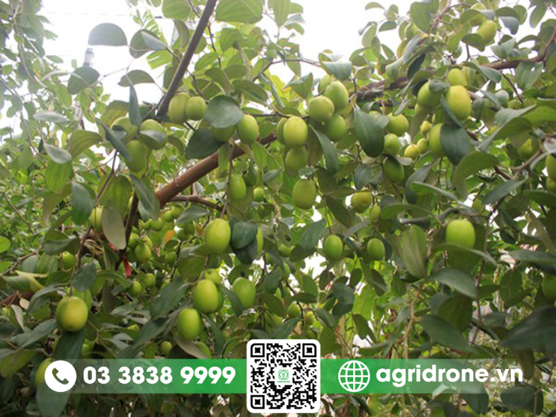 Nguyên nhân và điều kiện gây bệnh thán thư trên cây táo