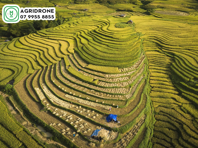 Máy bay phun thuốc Lào Cai