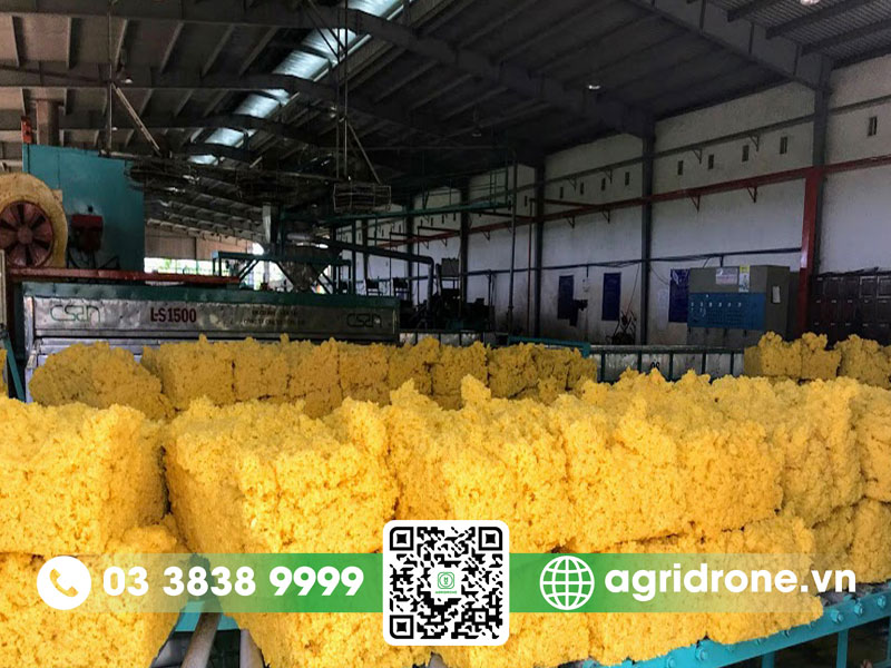 Quy trình chế biến mủ cao su diễn ra như thế nào?