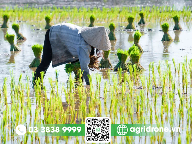 Hướng dẫn chọn giống lúa cho vụ đông xuân năng suất cao, chịu bệnh tốt