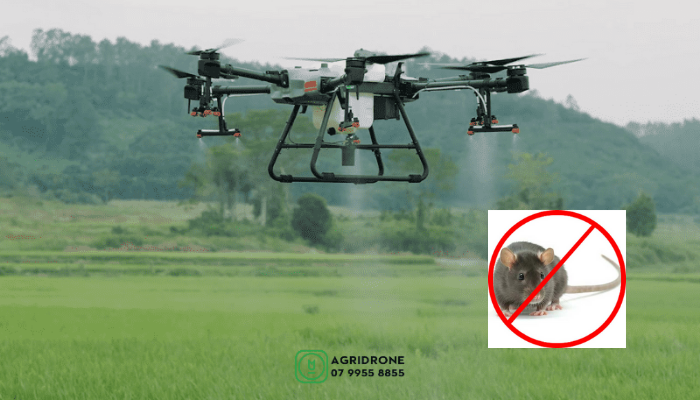 Diệt chuột bằng drone: Nhanh và hiệu quả. Sẽ ứng dụng tại Cần Thơ trong năm nay