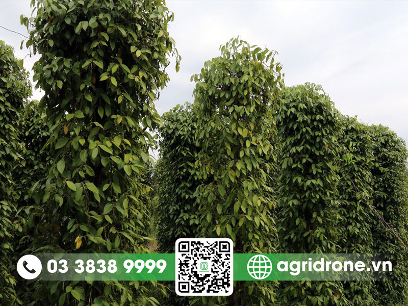 Xu hướng phát triển diện tích trồng hồ tiêu