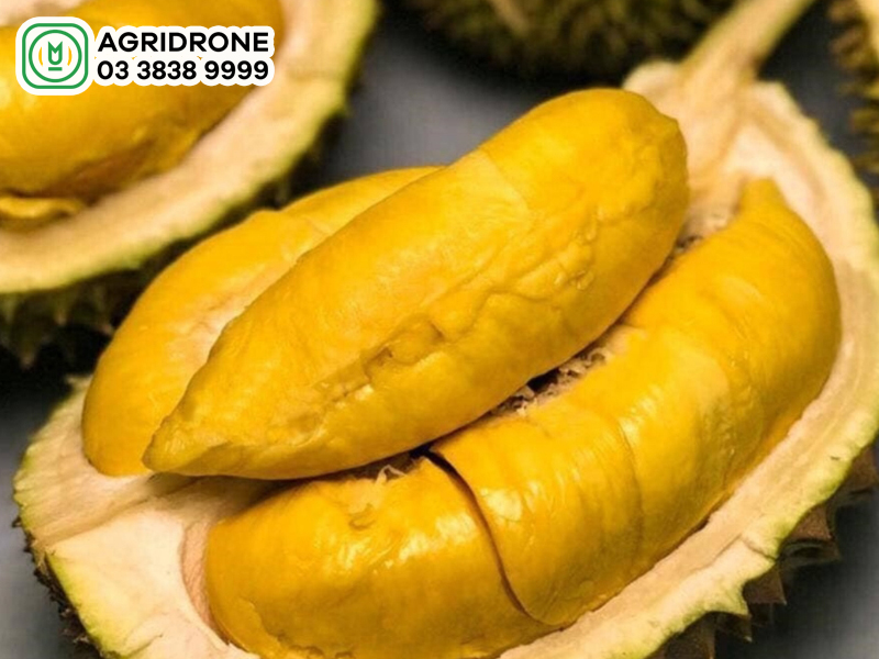 Giá sầu riêng Cái Mơn hôm nay bao nhiêu?