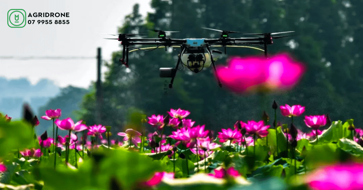 Máy bay phun thuốc DJI Agras MG-1P chống lại sâu bệnh hại sen