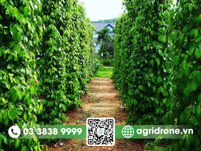 Diện tích trồng hồ tiêu ở Việt Nam và định hướng phát triển