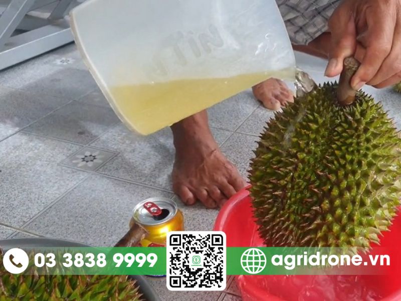 Cách ủ sầu riêng nhanh chín an toàn thay thế thuốc nhúng